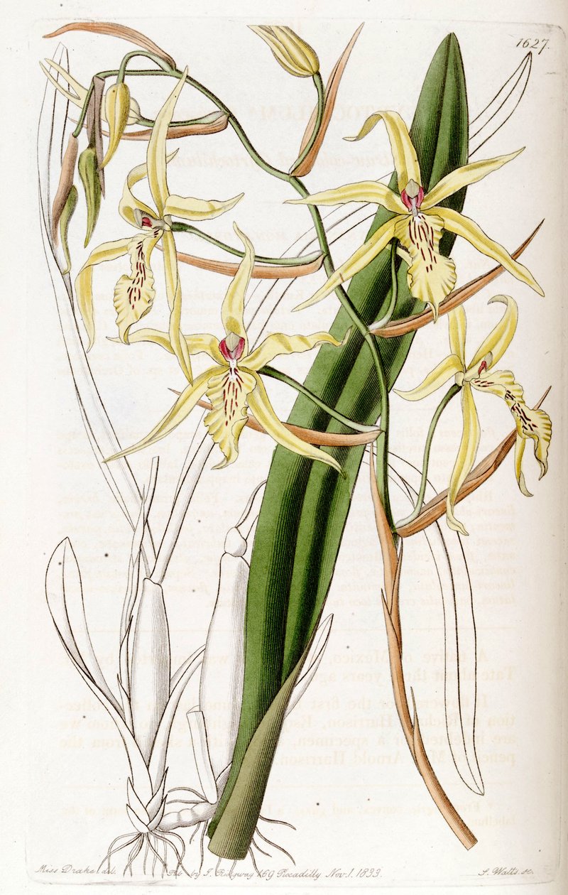 Miltonia flavescens (jako syn. Cyrtochilum flavescens) od Miss Drake