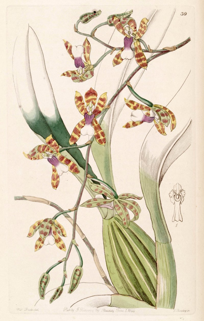 Miltonioides laevis (jako syn. Odontoglossum laeve) od Miss Drake