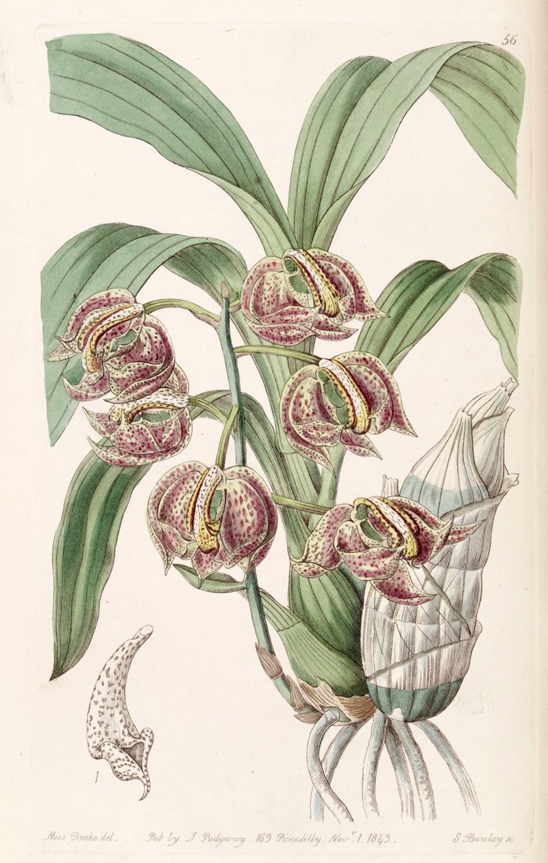 Mormodes aromatica od Miss Drake
