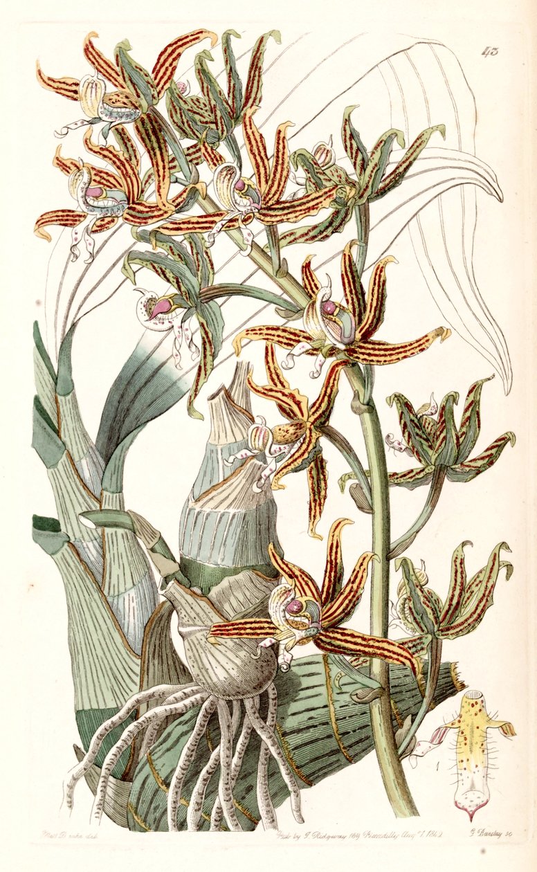 Mormodes lineata (jako Mormodes lineatum) od Miss Drake