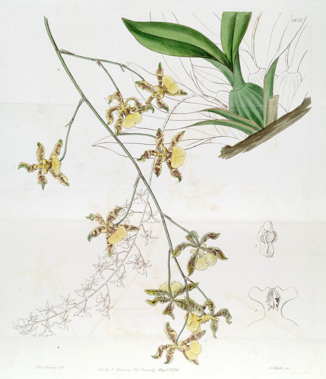 Oncidium (Jacq.) Sw   (Tento výkres NENÍ Oncidium baueri, viz disambiguation page od Miss Drake