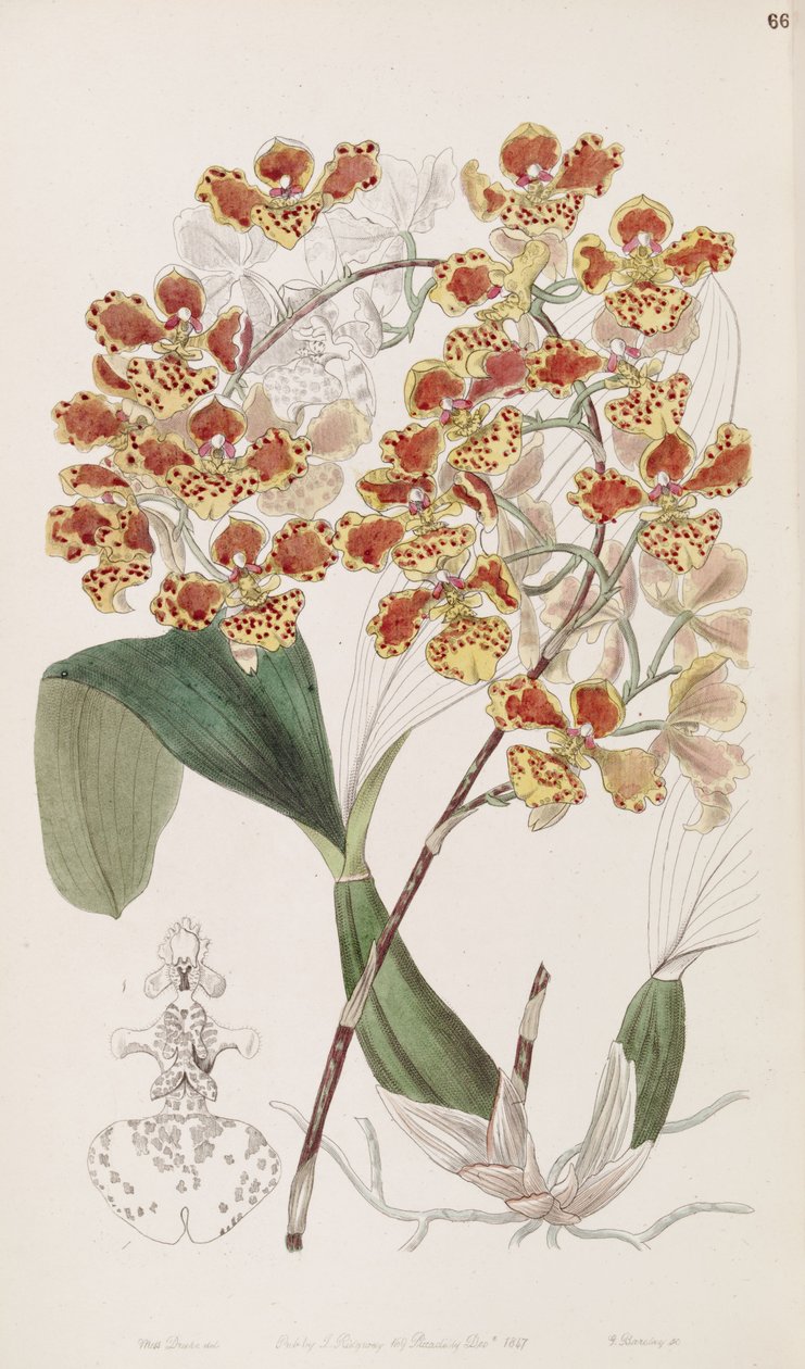 Oncidium od Miss Drake