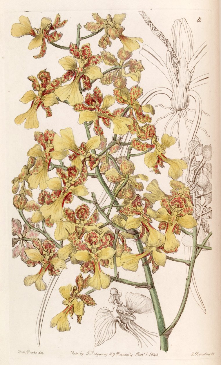 Oncidium cebolleta nebo Trichocentrum cebolleta (jako syn. Oncidium longifolium) od Miss Drake