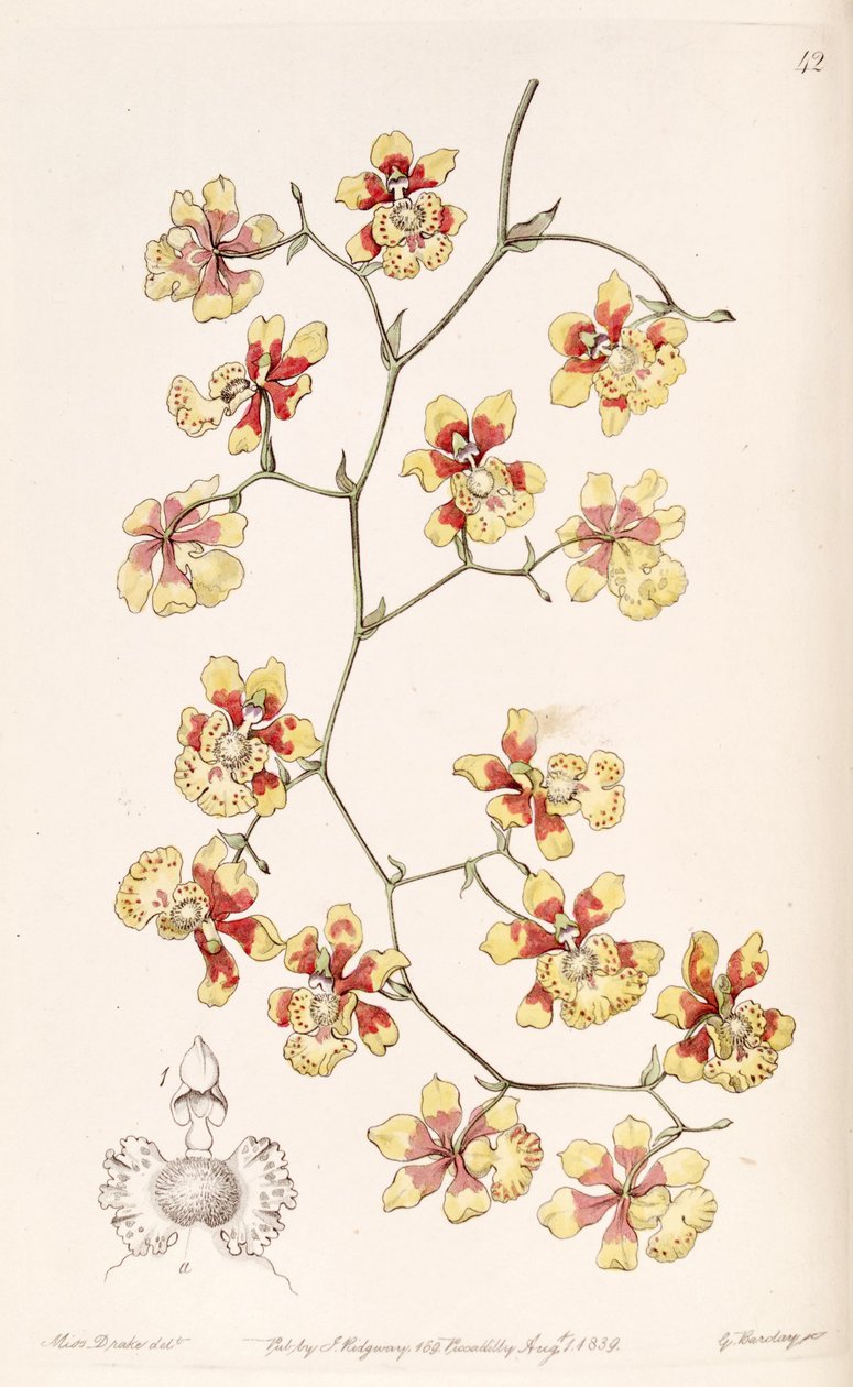 Oncidium divaricatum (jako syn. Oncidium pulvinatum) od Miss Drake