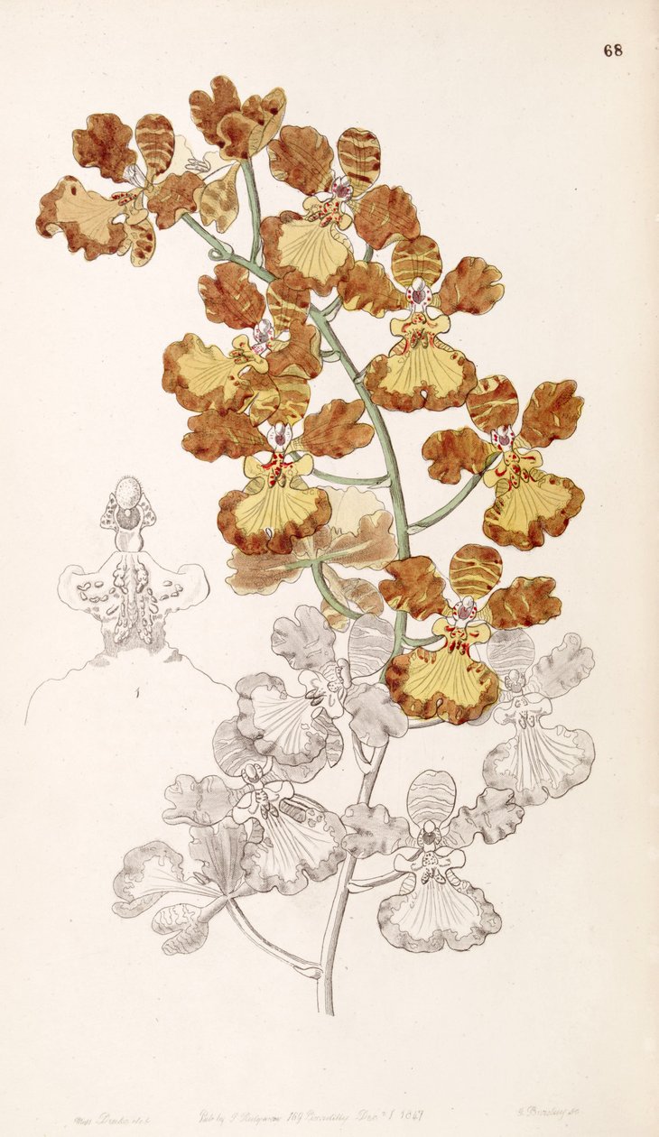 Oncidium gardneri (jako syn. Oncidium curtum) od Miss Drake