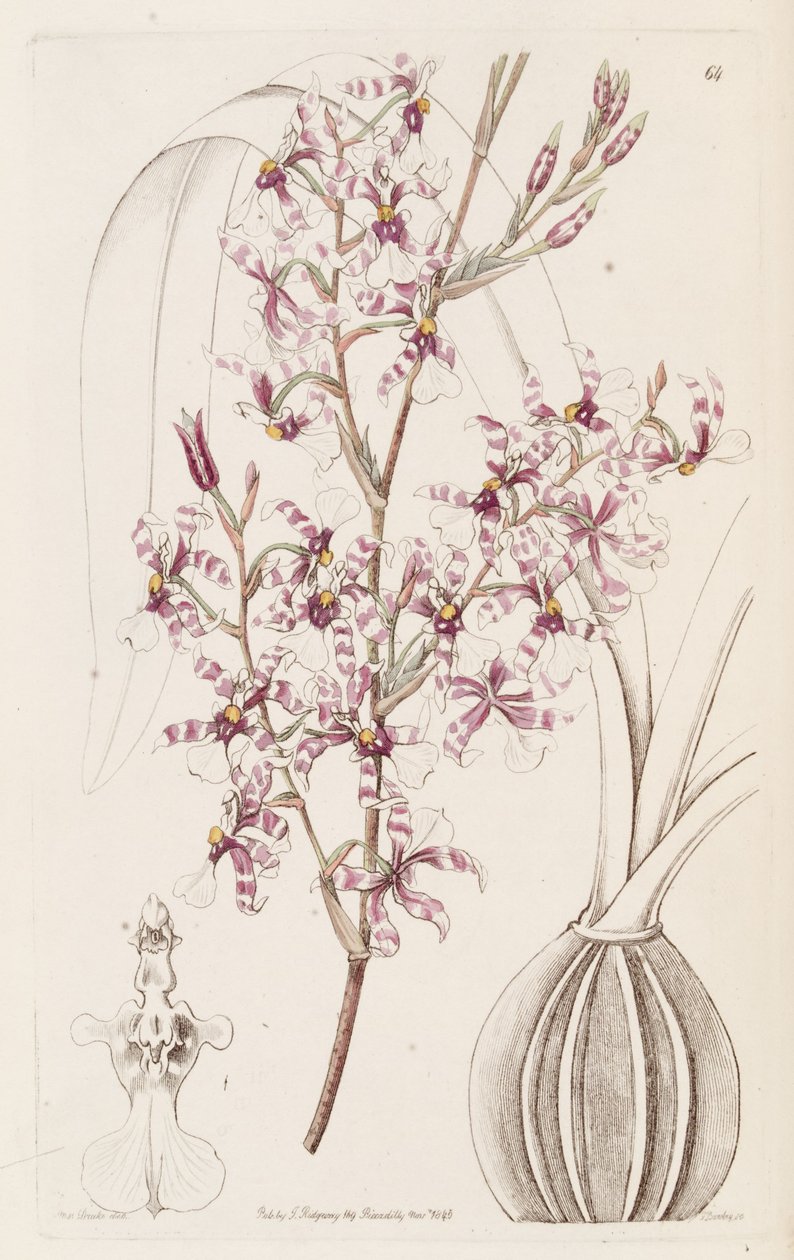 Oncidium incurvum od Miss Drake