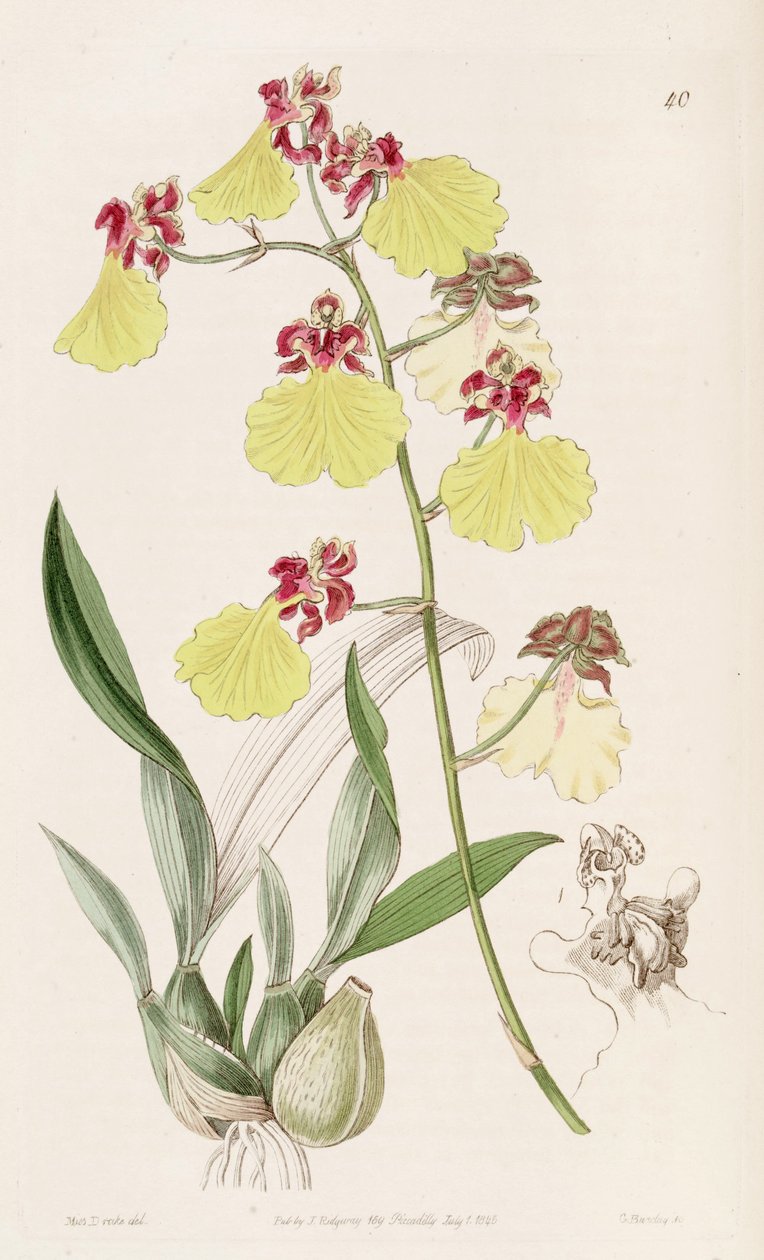 Oncidium spilopterum od Miss Drake