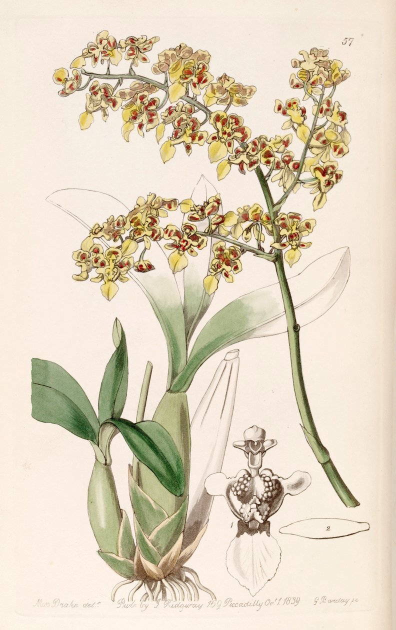 Oncidium venustum (jako syn. Oncidium trulliferum) od Miss Drake