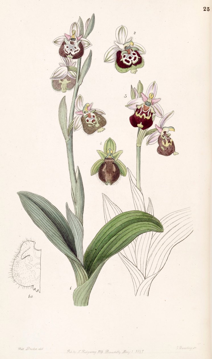 Ophrys fuciflora nebo Ophrys holoserica od Miss Drake