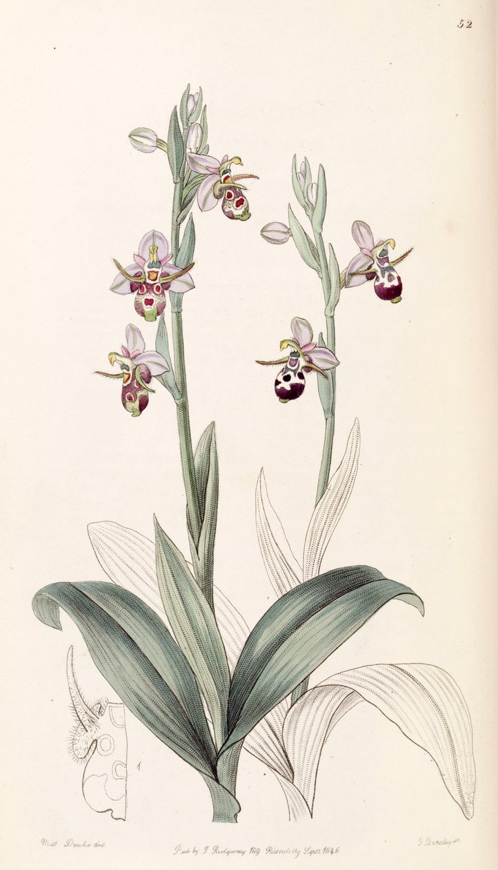 Ophrys scolopax subsp. cornuta (jako syn. Ophrys cornuta) od Miss Drake
