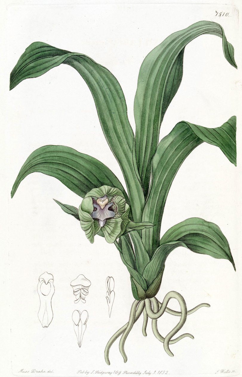 Pabstia viridis (jako syn. Maxillaria viridis) od Miss Drake