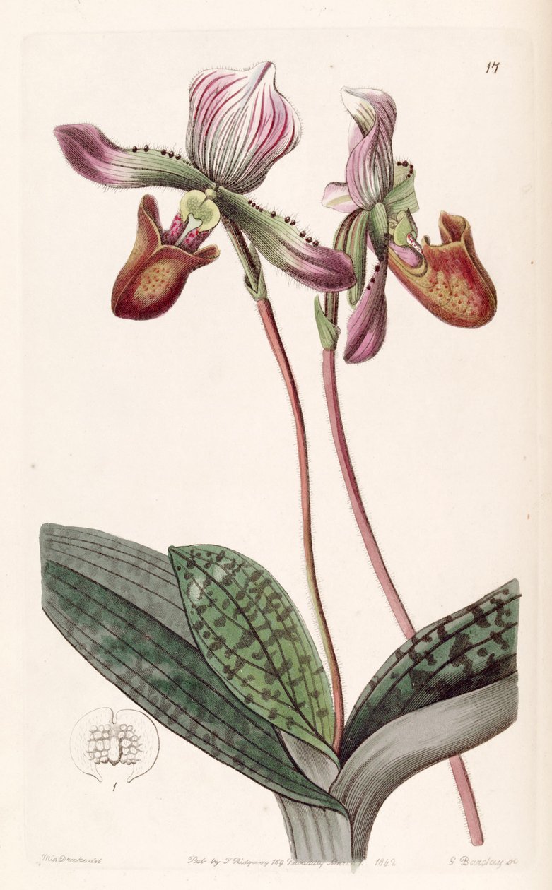 Paphiopedilum barbatum (jako syn. Cypripedium barbatum) od Miss Drake