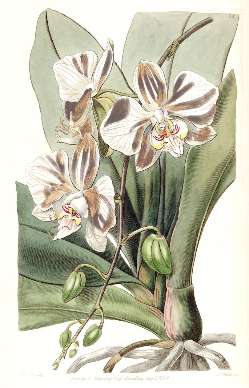 Phalaenopsis aphrodite subsp. afrodita (jako syn. Phalaenopsis amabilis Lindl. (1838), nom. neleg. od Miss Drake