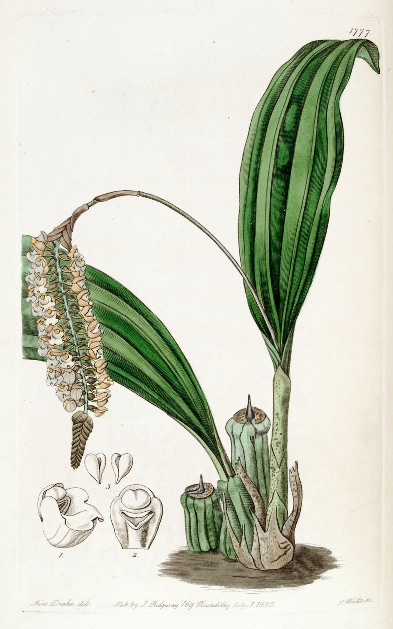 Druh Pholidota imbricata od Miss Drake
