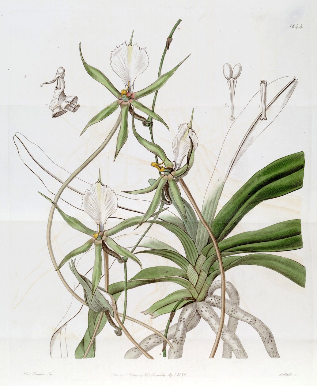Plectrelminthus caudatus (jako syn. Angraecum caudatum) od Miss Drake