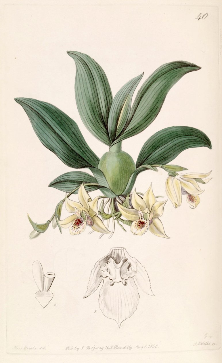 Promenaea rollissonii (jako syn. Maxillaria rollissonii) od Miss Drake