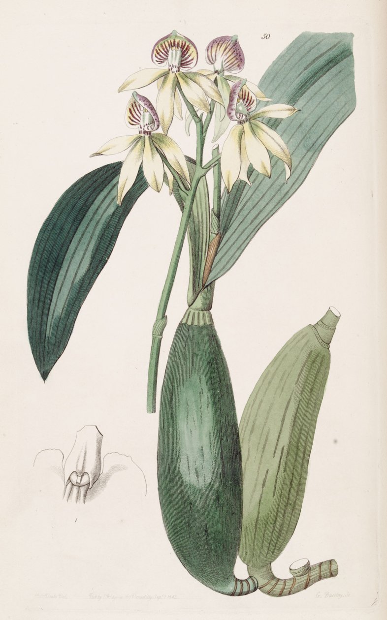 Prosthechea cochleata (jako syn. Epidendrum lancifolium) od Miss Drake