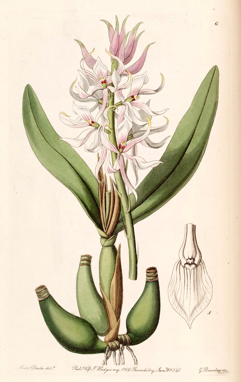 Prosthechea glumacea (jako syn. Epidendrum glumaceum) od Miss Drake