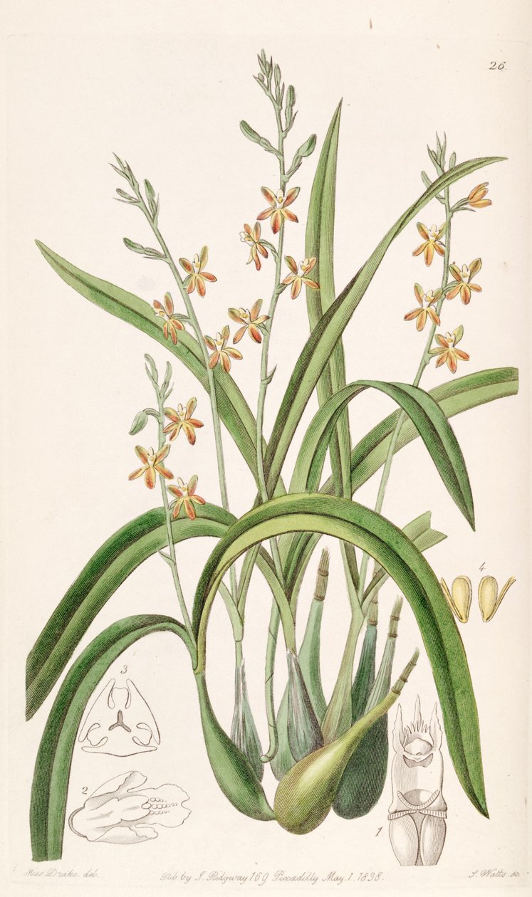 Prosthechea ochracea (jako syn. Epidendrum ochraceum) od Miss Drake