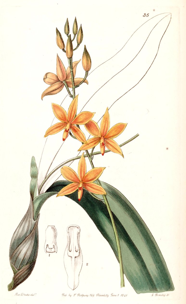 Další vitelliny (let plus epidendrom vitellinom) od Miss Drake