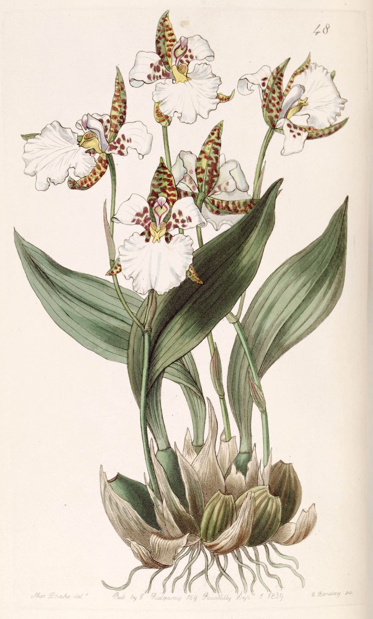 Rhonhostele Ruska (eso syn. Odontoglossum Ruska) od Miss Drake