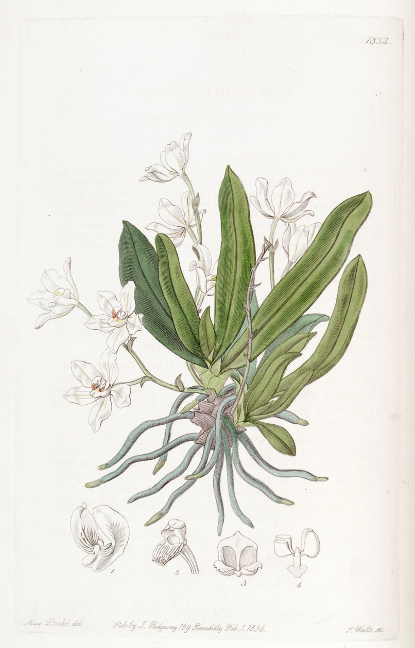 Sarcochilus falcatus od Miss Drake