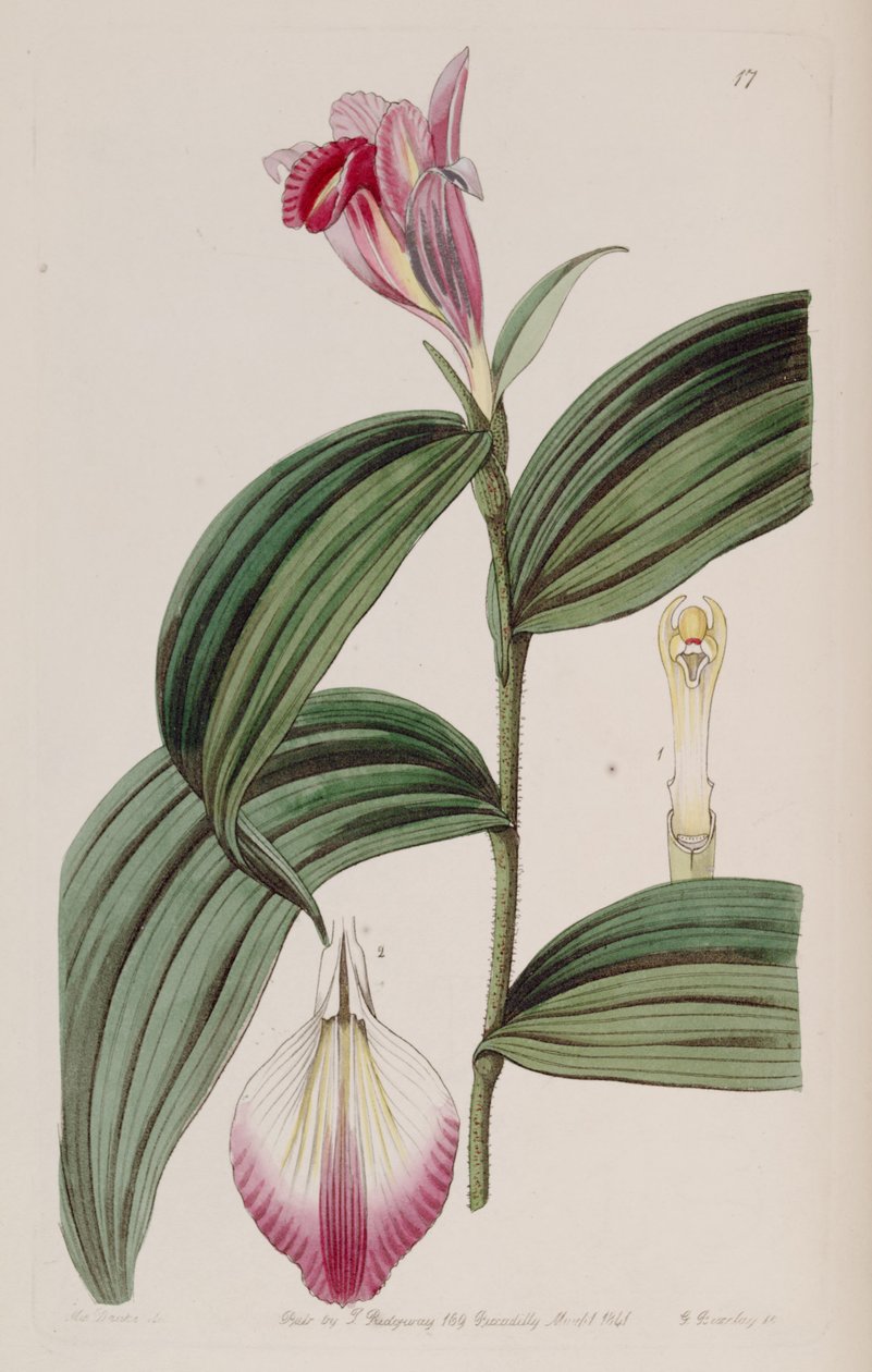 Sobralia zdobí od Miss Drake