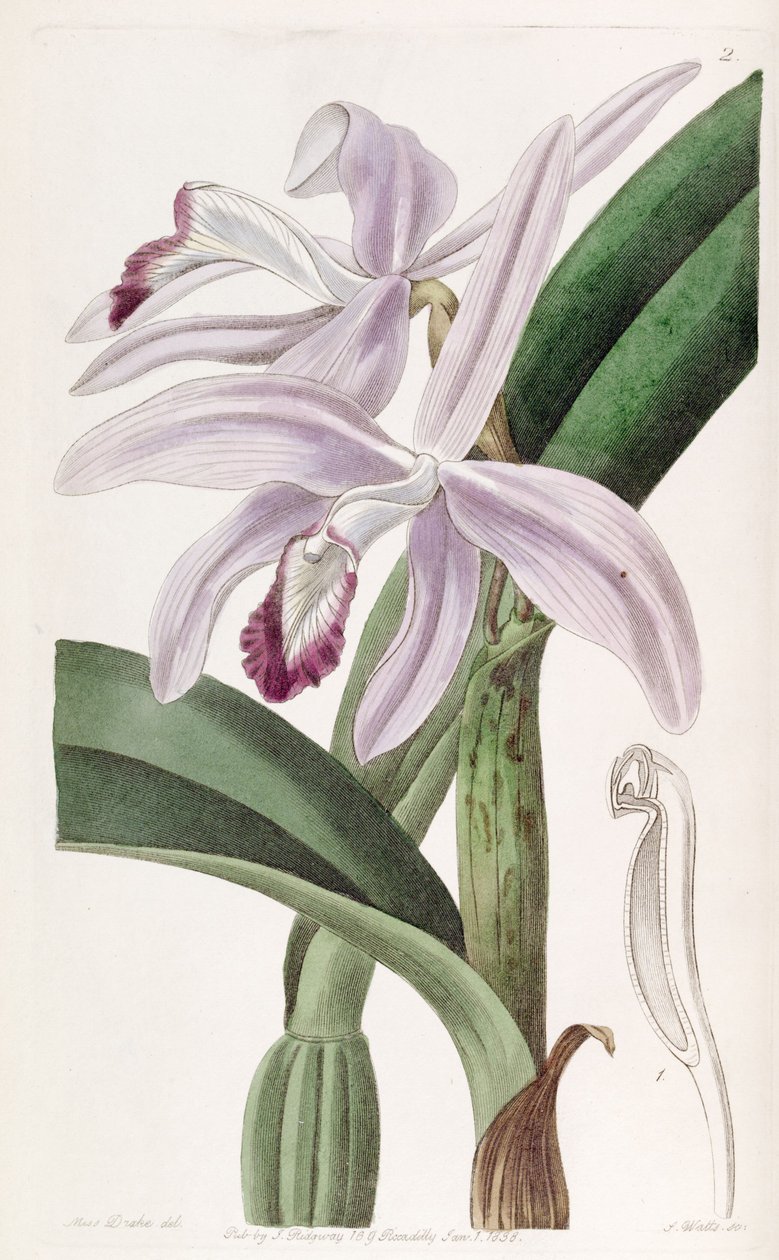 Sophronitis Perrinia (eso syn Cattleya Perrinia) od Miss Drake