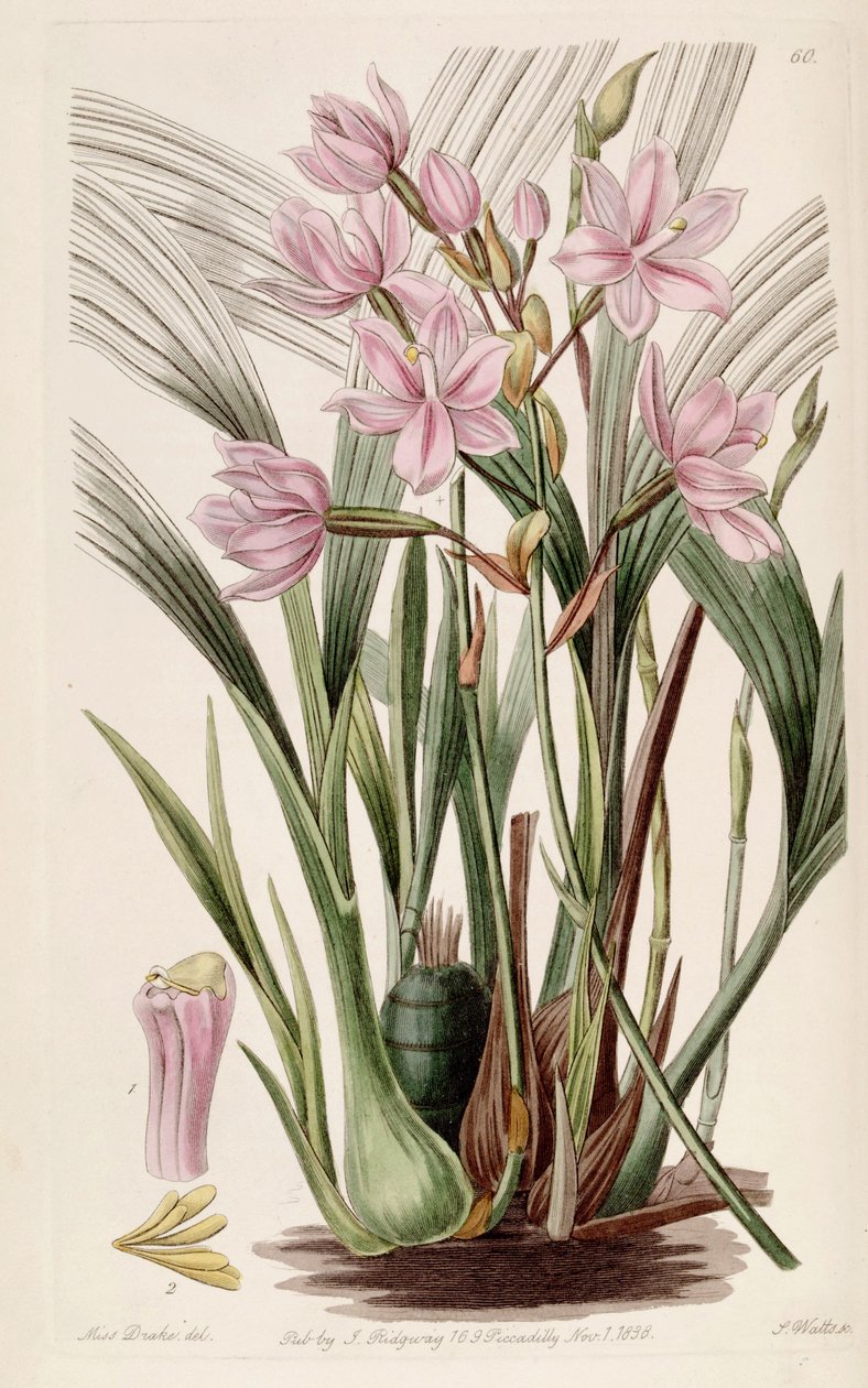 Spathoglottis plicata (jako syn. Paxtonia rosea) od Miss Drake