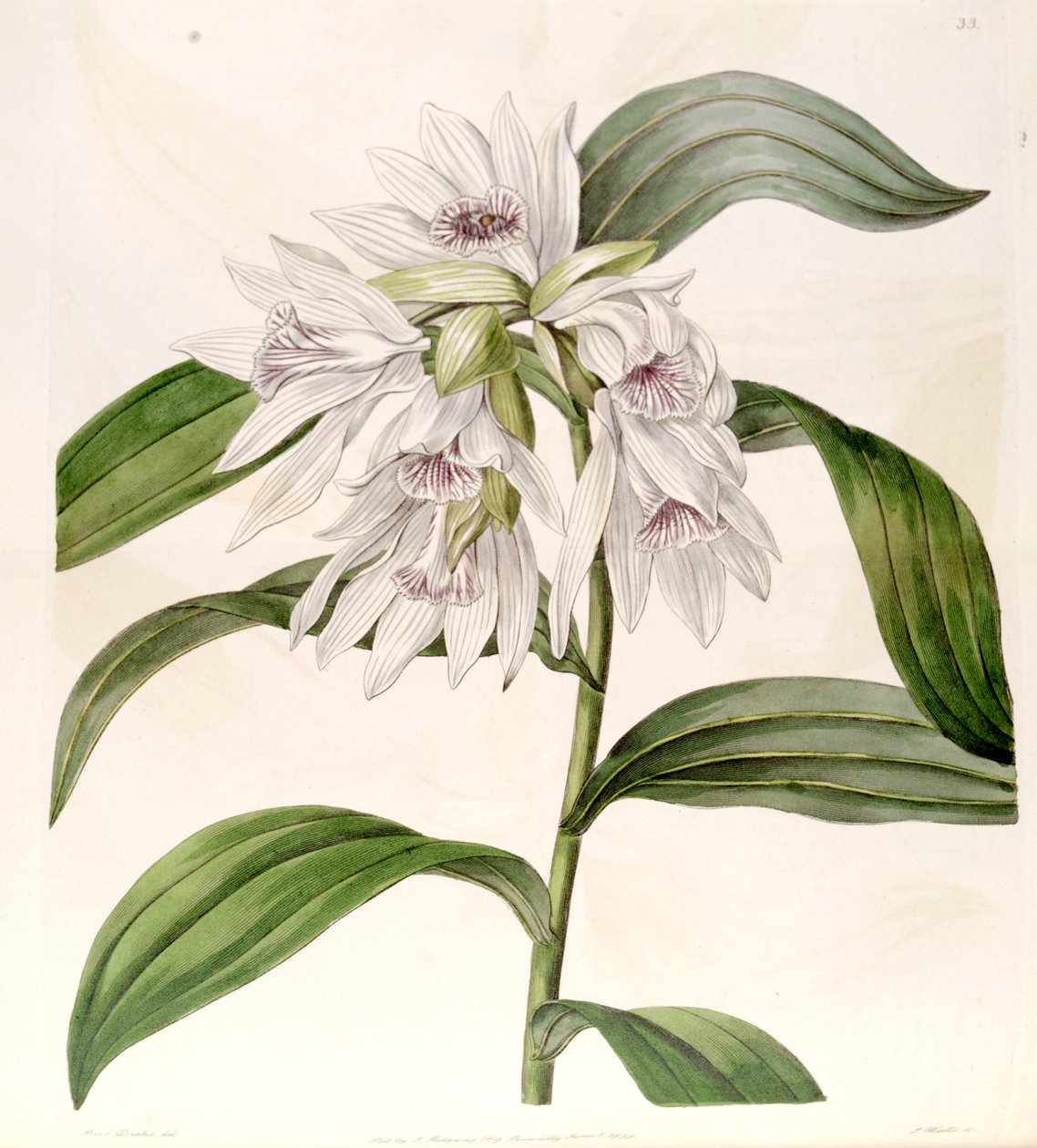 Thunia alba (jako syn. Phaius alba) od Miss Drake