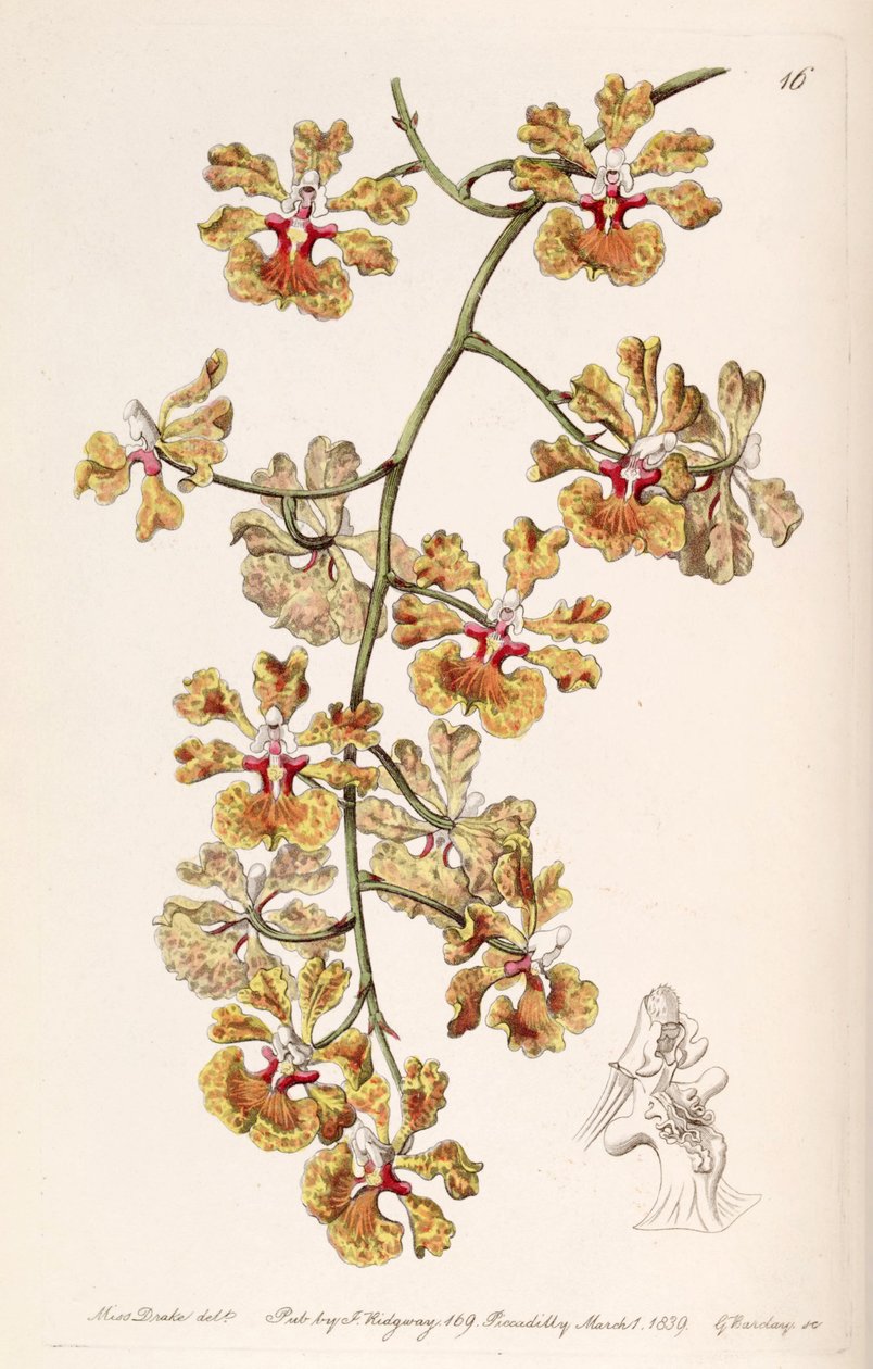 Tolumnia guttata (jako syn. Oncidium luridum var. Guttatum) od Miss Drake