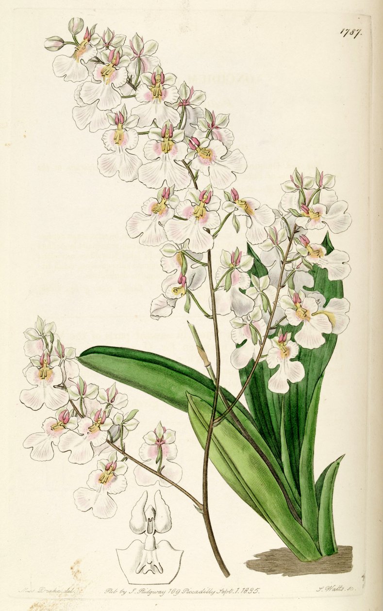 Tolumnia pulchella (jako syn. Oncidium pulchellum) od Miss Drake