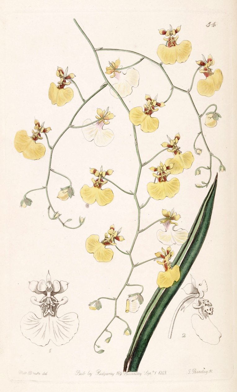 Tolumnia urophylla (jako syn. Oncidium urophyllum) od Miss Drake