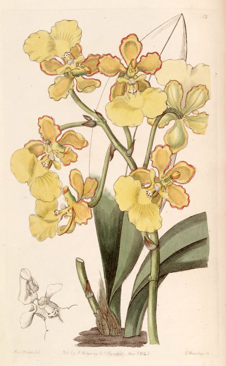 Trichocentrum bicallosum (jako syn. Oncidium bicallosum) od Miss Drake