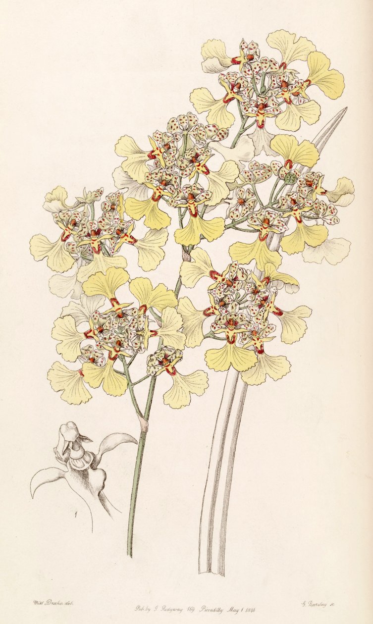 Trichocentrum lacerum (jako syn. Oncidium lacerum) od Miss Drake