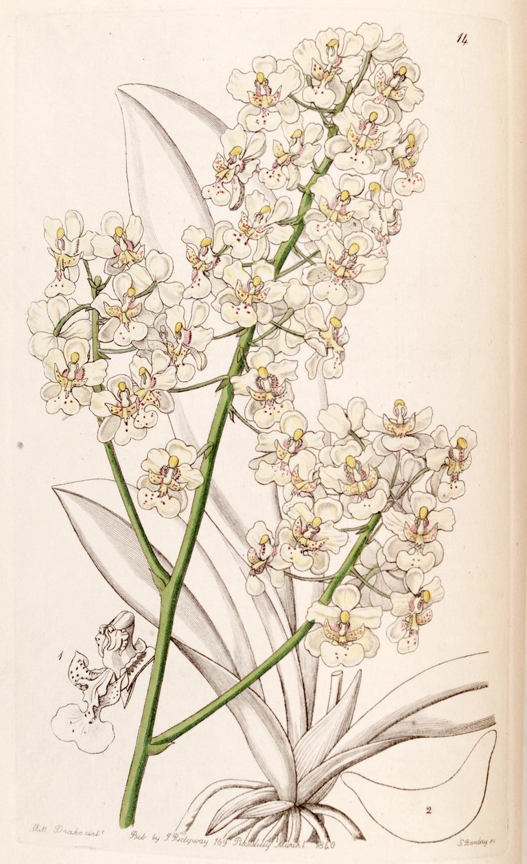 Trichocentrum stramineum (jako syn. Oncidium stramineum) od Miss Drake