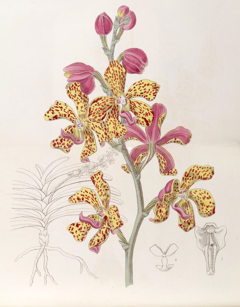 Vandopsis lissochiloides (jako syn. Vanda batemannii, píše Vanda batemanni) od Miss Drake