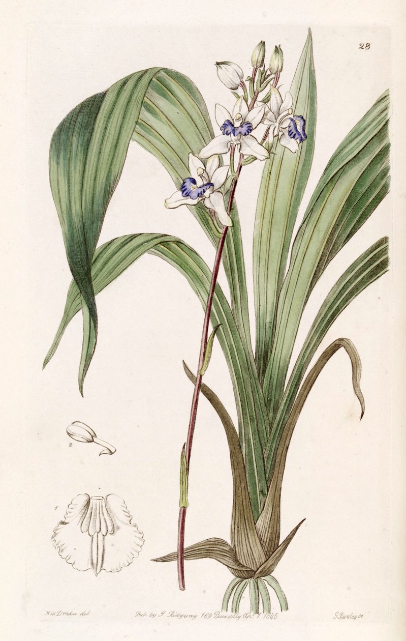 Warreella cyanea (jako syn. Warrea cyanea) od Miss Drake