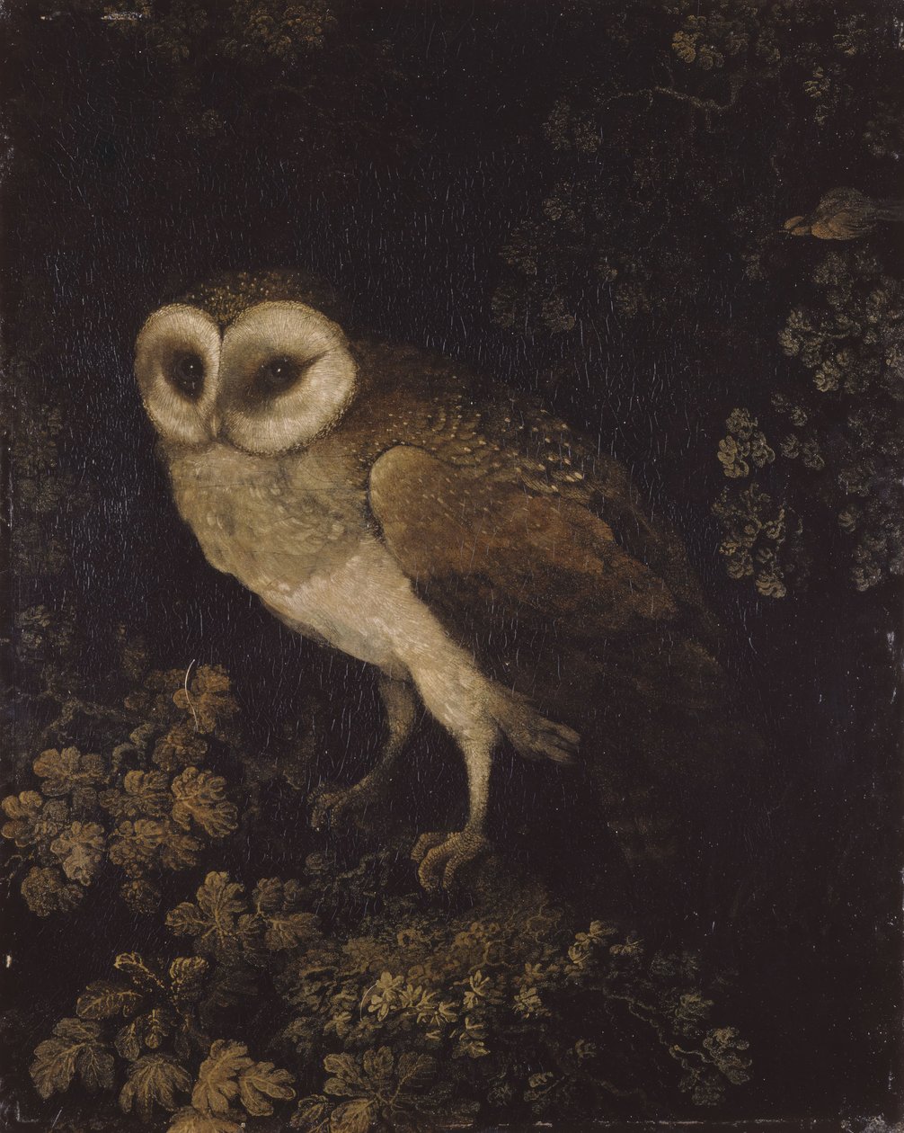 Sova, 1780-1790. od Moses Haughton