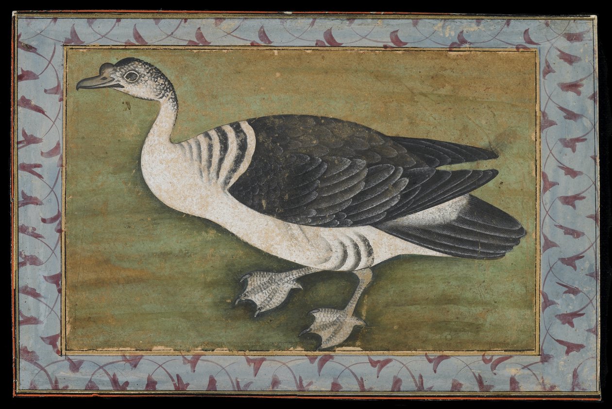 Hřebenová kachna, Malba, konec 18. století od Mughal School