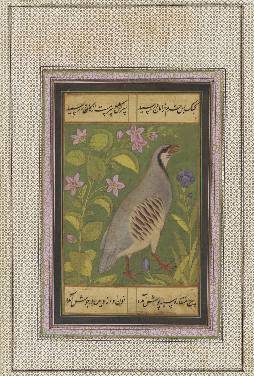Čukar koroptev, samostatný rukopisný folio s malbou, konec 16. století od Mughal School