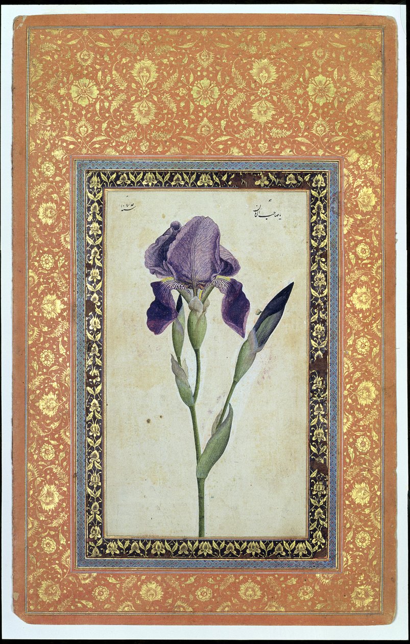 Blue Iris, 1663-64 (neprůhledné wc a inkoust na papíře) od Muhammad Zaman