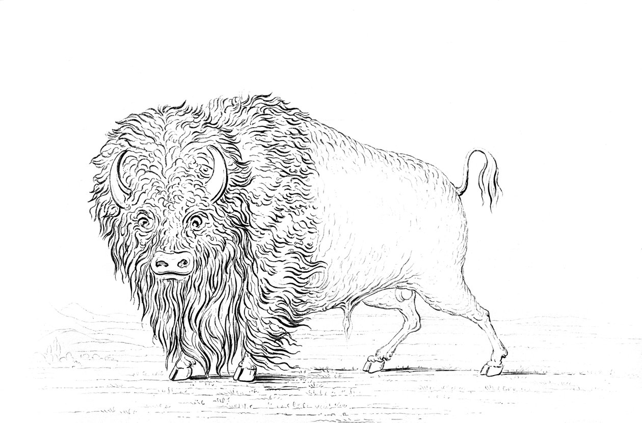 Buffalo, 1841. od Myers and Co