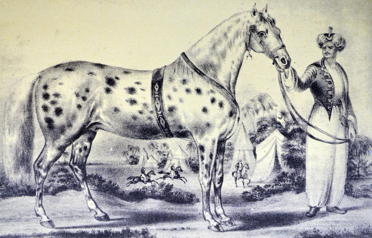 Currier & Ives ilustrace 19. století. Správná podoba pana H Rockwells Horse Alexander, Bowery Amphitheatre, New York 17. března 1840 od N. and Ives, J.M. Currier