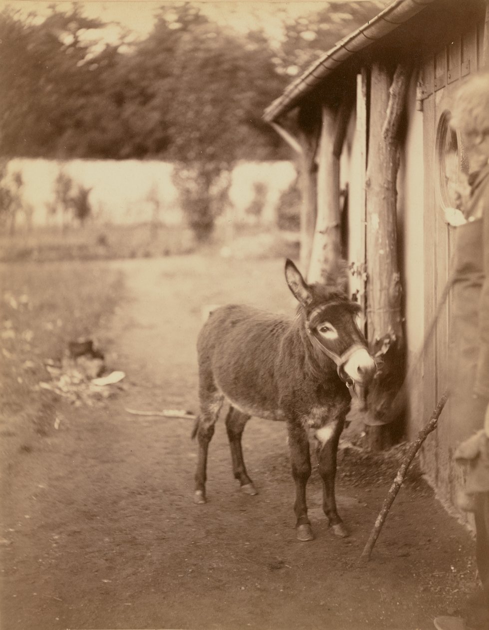 Sénart, osel Biribi od Nadar [Gaspard Félix Tournachon]