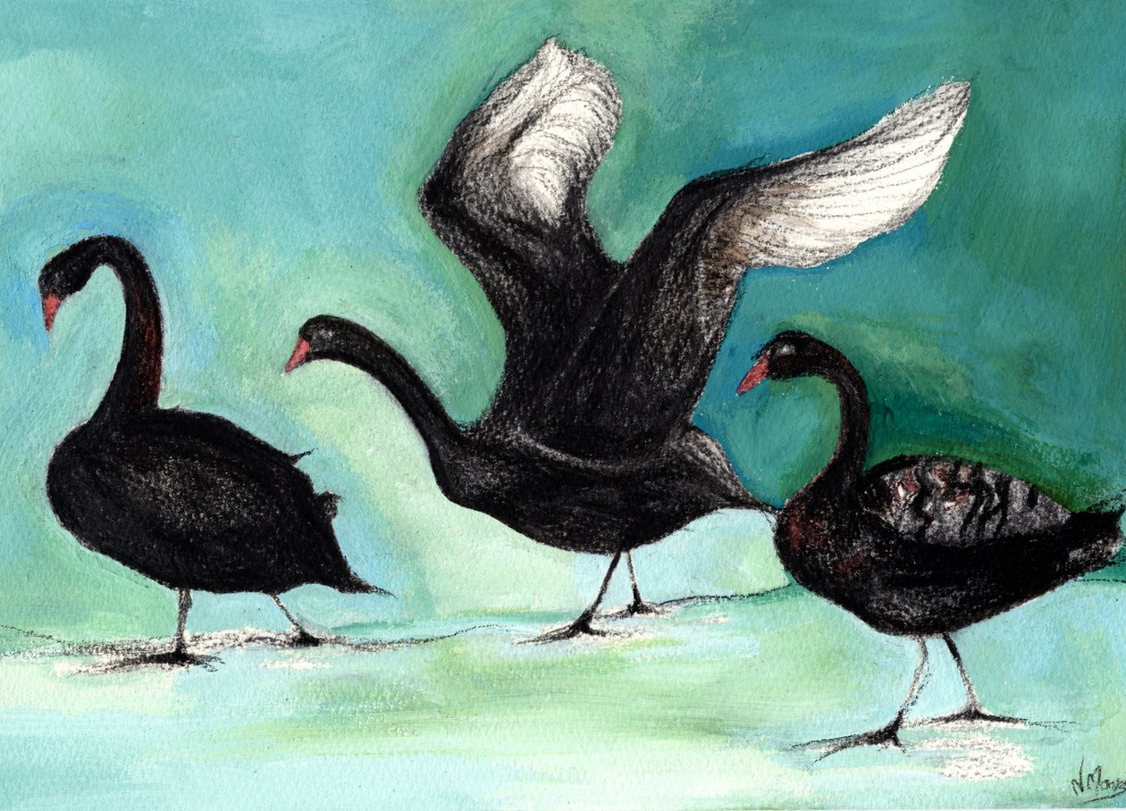 Balet of Black Swans, 2013, (uhlí a kvaš na kartě) od Nancy Moniz Charalambous