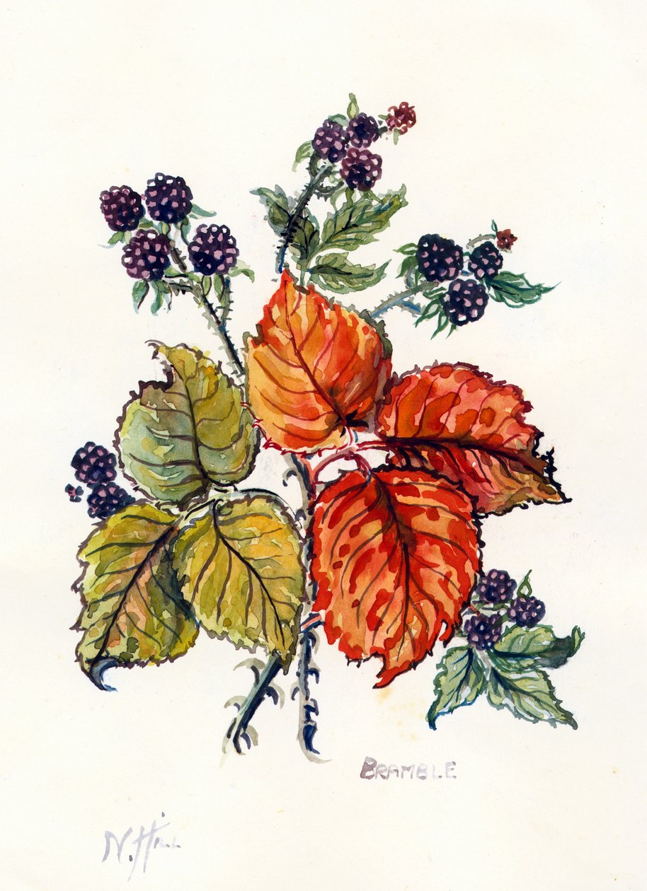 Bramble (wc na papíře) od Nell Hill