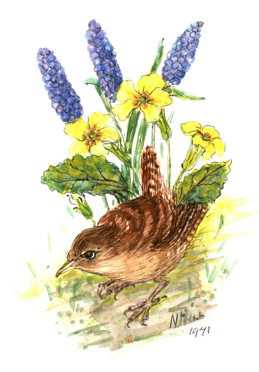 Wren in Primroses (wc na papíře) od Nell Hill