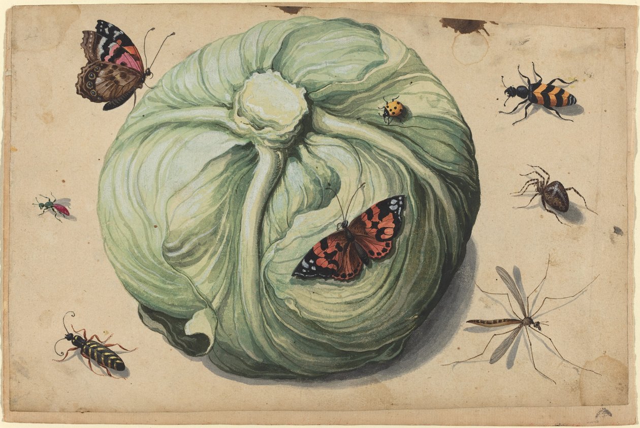 Hlava zelí s hmyzem od Netherlandish 17th Century
