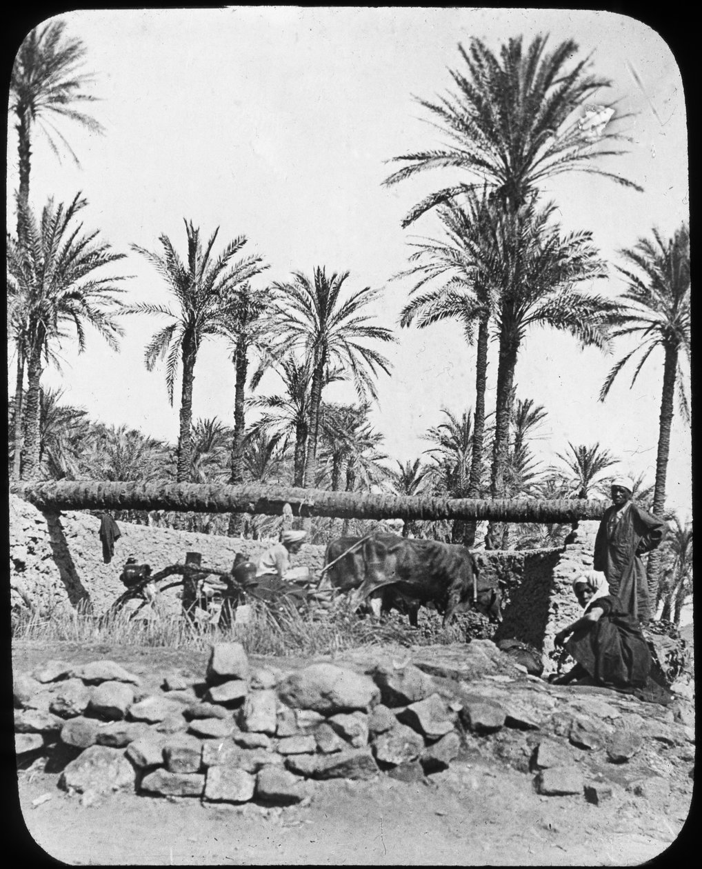 Vodní kolo, Egypt, c1890 od Newton and Co